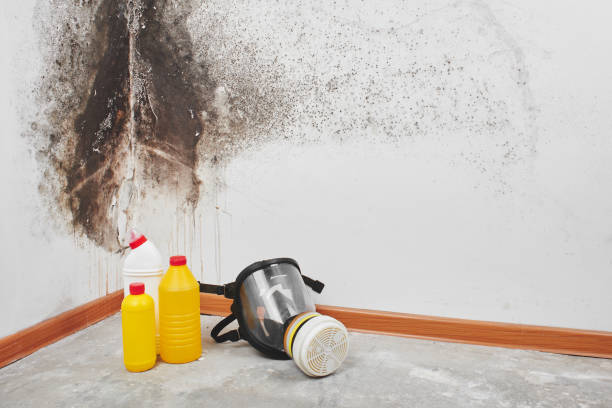 Best Local Mold Removal Service  in Dublin, VA