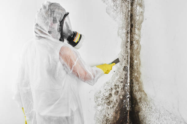 Best Mold Remediation  in Dublin, VA