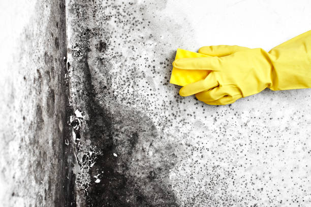 Best Mold Testing  in Dublin, VA