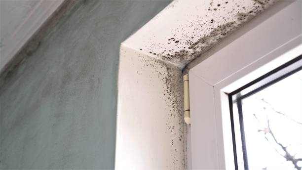Best Attic Mold Removal  in Dublin, VA