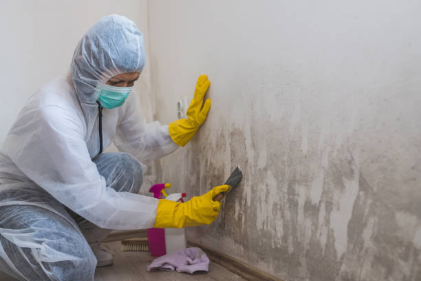 Best Mold Damage Repair  in Dublin, VA