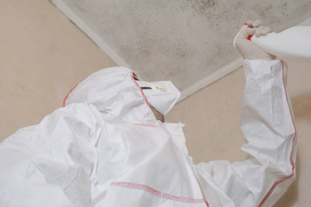 Best Fast Mold Removal  in Dublin, VA