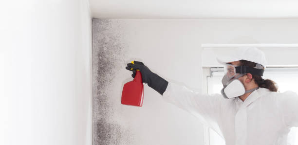 Best Home Mold Removal  in Dublin, VA