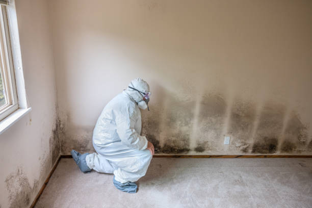 Best Residential Mold Removal  in Dublin, VA