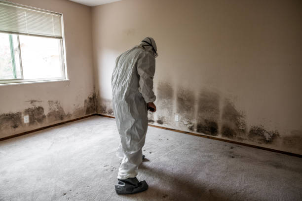Office Mold Removal Services in Dublin, VA