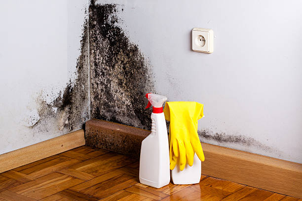 Best Commercial Mold Removal  in Dublin, VA