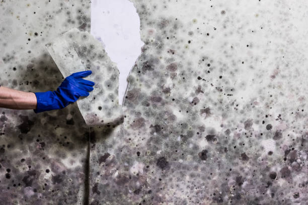 Professional Mold Removal in Dublin, VA