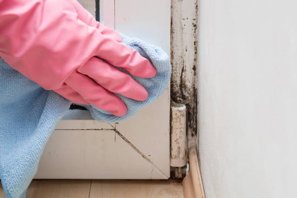 Best Crawl Space Mold Removal  in Dublin, VA